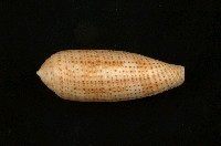 藏品(飛彈芋螺)的圖片